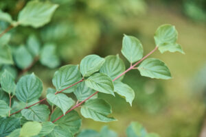 Foto tuin
